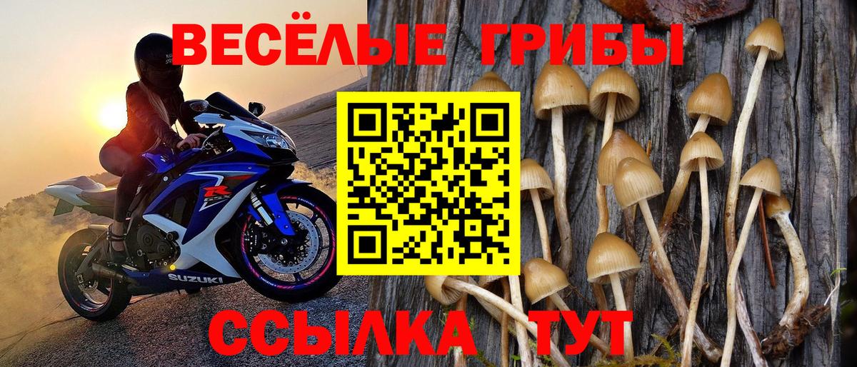 цена   Волгоград  Псилоцибиновые грибы Magic Shrooms 